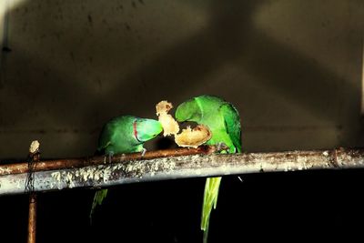 Two birds perching on a bird