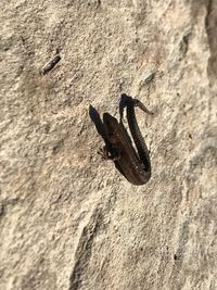 Close-up of black insect on rock