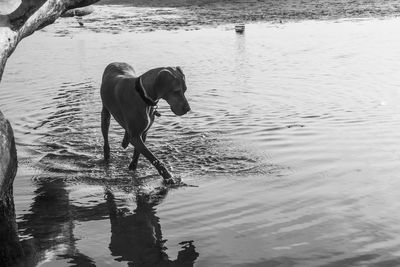 Dog on lake