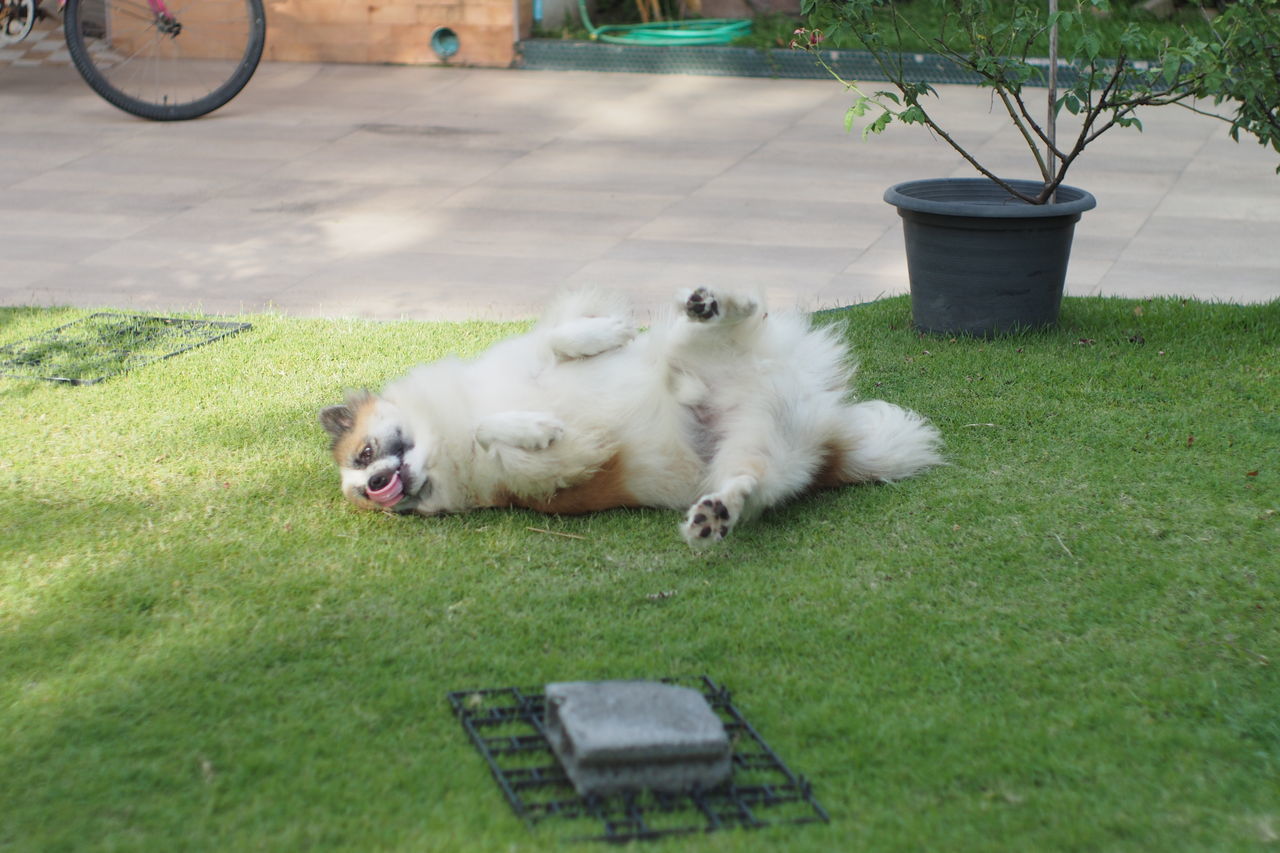 VIEW OF A DOG ON FIELD