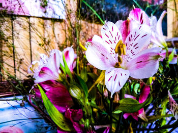 Close-up of purple crocus flowers