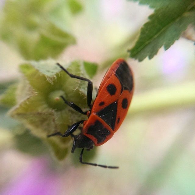 insect, one animal, animals in the wild, animal themes, wildlife, butterfly - insect, close-up, focus on foreground, orange color, butterfly, beauty in nature, ladybug, nature, leaf, plant, animal antenna, animal markings, animal wing, selective focus, no people