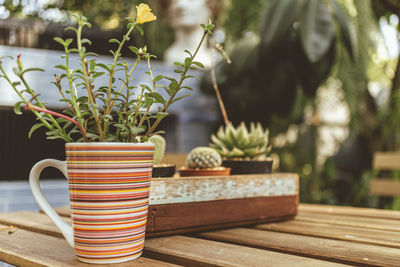 Close-up of potted plant on table