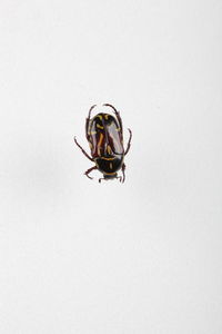 Close-up of insect on white background