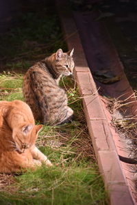 High angle view of cat lying on field