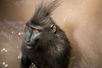 Close-up of baboon in water
