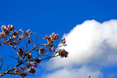 Low angle view of flowers against blue sky