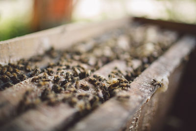 Close-up of honey bees on wood