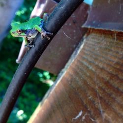 Close-up of lizard on rusty metal