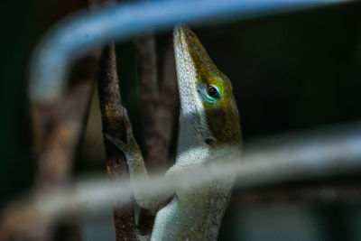 Close-up of lizard