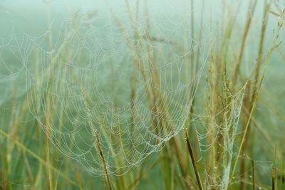 Full frame shot of spider web