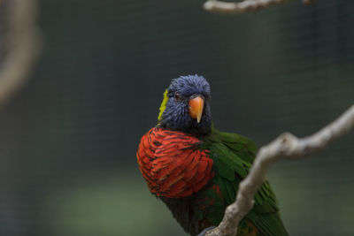 Close-up of a parrot against blurred background