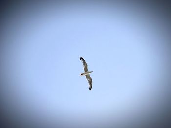 Low angle view of seagull flying against clear sky