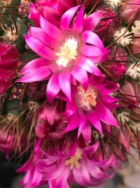 Close-up of pink flowering plant