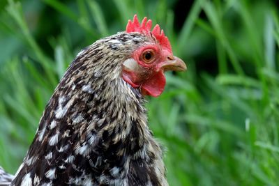 Close-up of hen on grassy field