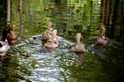 Ducks swimming in lake