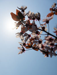 Low angle view of cherry blossoms against sky