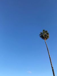 Low angle view of coconut palm tree against blue sky