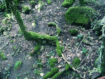 Moss growing on tree trunk