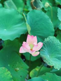 Close-up of pink lotus water lily