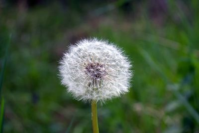 Close-up of dandelion flower