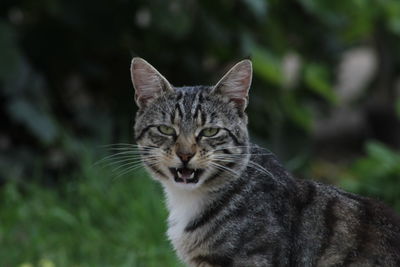 Close-up portrait of tabby cat outdoors