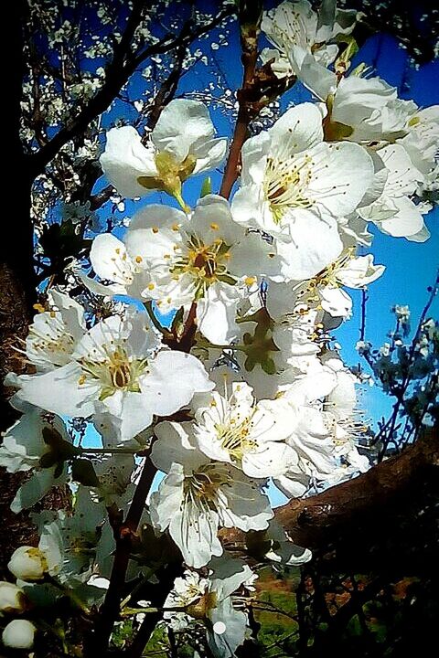 flower, blossom, fragility, beauty in nature, white color, growth, springtime, petal, nature, freshness, branch, apple blossom, botany, tree, flower head, apple tree, no people, orchard, stamen, day, blooming, outdoors, close-up