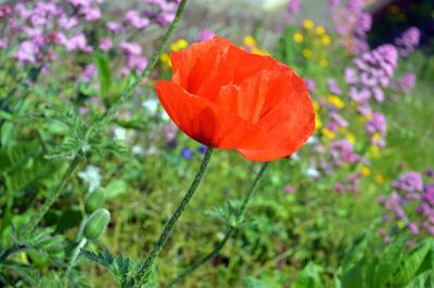 Close-up of red poppy flower