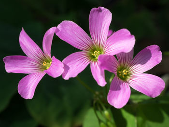 Close-up of flowers blooming outdoors