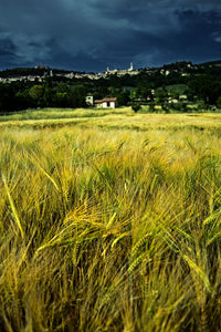 Scenic view of agricultural field against sky