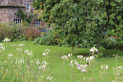 Plants growing on field