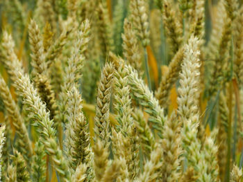 Close-up of wheat growing on field