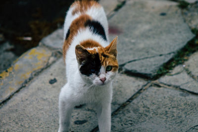 High angle portrait of cat on footpath