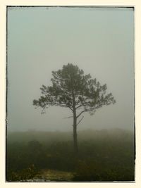 Trees in foggy weather