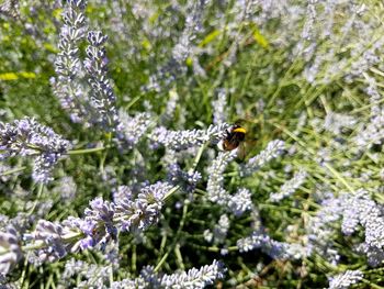 Close-up of bee pollinating on flower