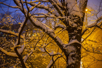 Low angle view of illuminated tree against sky