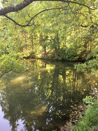 Scenic view of lake in forest