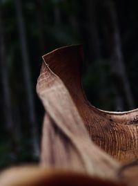 Close-up of dry leaf on wood