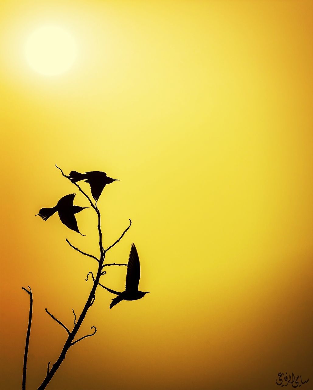 sunset, clear sky, sun, silhouette, low angle view, orange color, branch, nature, beauty in nature, copy space, tranquility, tree, scenics, bird, sky, flying, sunlight, outdoors, growth, tranquil scene