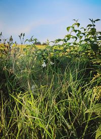 Crops growing on field against sky