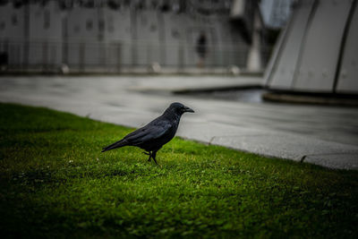 Bird perching on a grass