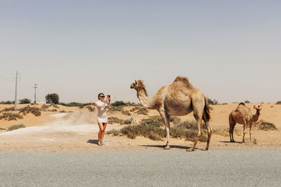 Camels walking at desert against clear sky