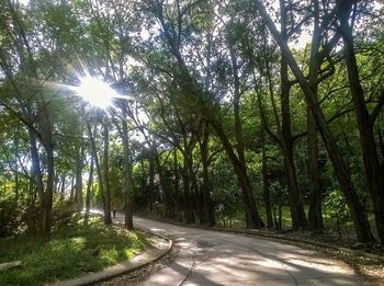 Road amidst trees in forest