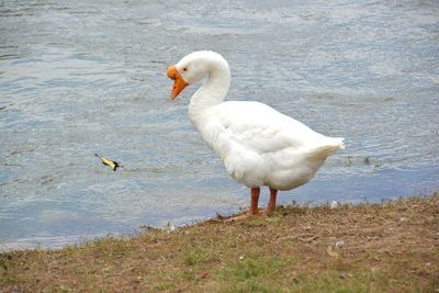 Chinese goose at lakeshore