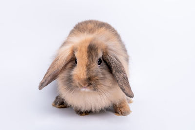 Close-up of a rabbit over white background