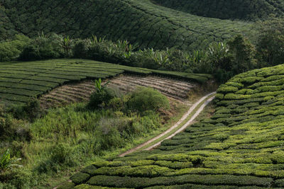 Narrow road through tea plantations