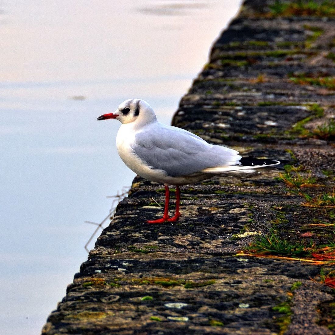 animal themes, bird, animals in the wild, one animal, wildlife, seagull, perching, full length, rock - object, nature, focus on foreground, water, day, outdoors, retaining wall, side view, sea, wood - material, railing, no people