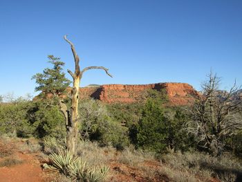 Bare tree on land against clear blue sky with mountain background