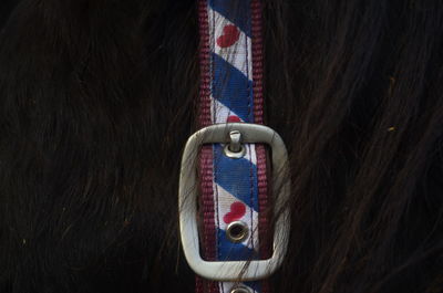Close-up view of pet collar