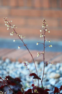 Close-up of plants against sky